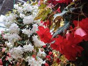 yu]cyan̓@Ԃ߂̓eʐ^5