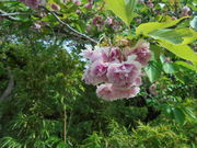 񂳂̏Íb{X G̓eʐ^18