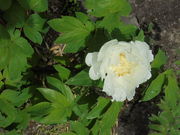 񂳂̏Íb{X G̓eʐ^19