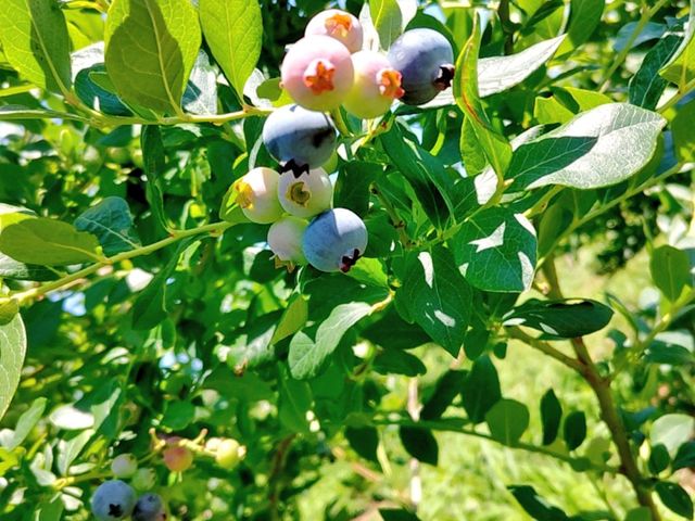 �u���[�x���[_���������˔_��