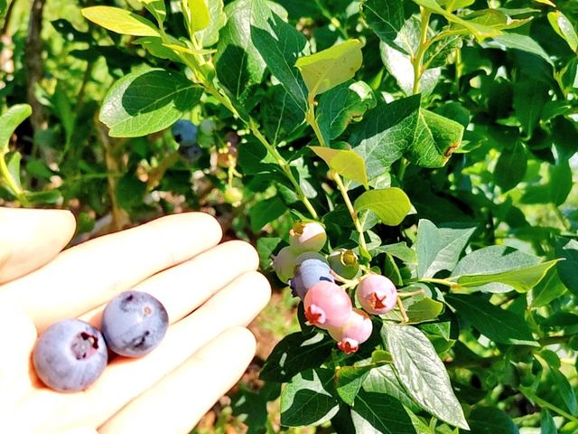 �E�񂾃u���[�x���[_���������˔_��