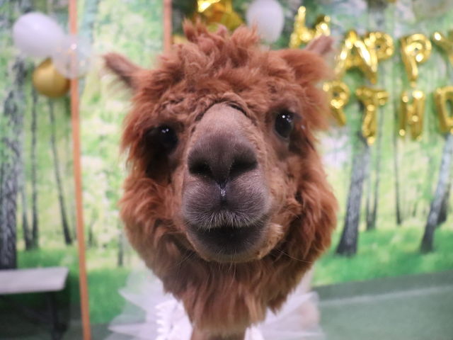 �������o�[�X�f�[�C�x���g�̎���_�A���p�J�ӂꂠ�������h