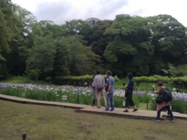 ���傤�ԉ�_��y���̃n�i�V���E�u