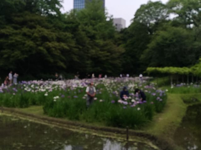 ���傤�ԉ�_��y���̃n�i�V���E�u