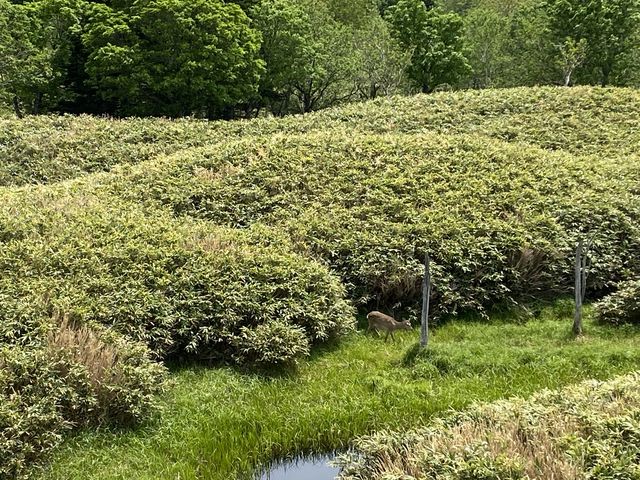 �V�J_�m�����R�̌��v���O�������̎���