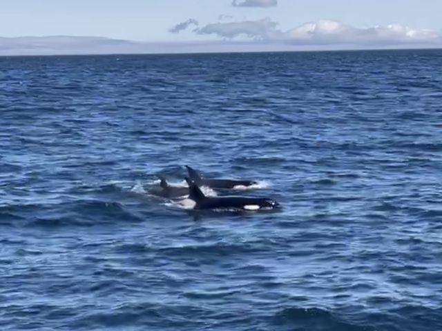 �V���`_�L����Вm���l�C�`���[�N���[�Y