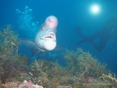 V~Ypp̃t[EFCւ̓eʐ^1