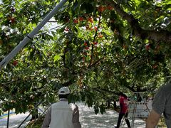 Ȃ܂܂̂܂邹ʎւ̓eʐ^1