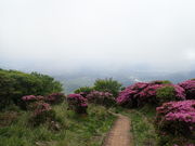 }Cann̒ߌx̃~}LV}̓eʐ^1