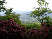 }Cann̒ߌx̃~}LV}̓eʐ^1