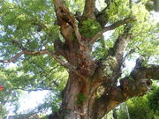 }Cann̎uzȗNX̓eʐ^1