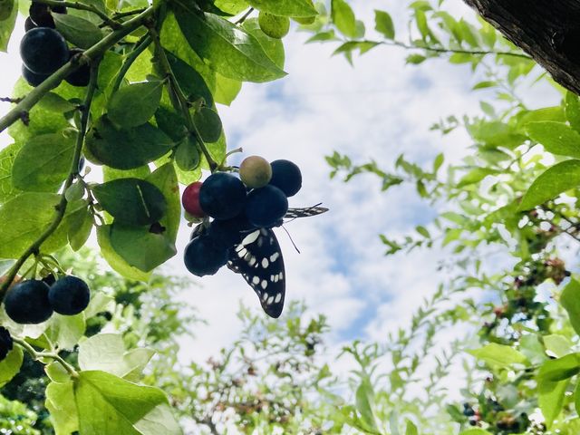 ����J�i�u���ȂǁA��������̒����u���[�x���[��H�ׂɂ��Ă��܂����B���_��Ȃ�ł͂̈��S�ȏ؋��ł���_�D�����u���[�x���[�_��