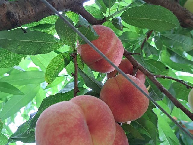 ��������̓��������Ă��܂���_�t���[�c�p�[�N�z��