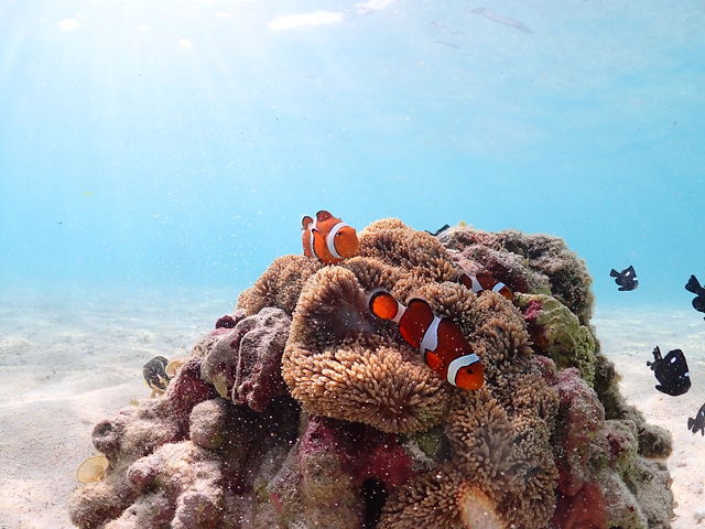 ���z�̌�����������Ő_��I�ł��C�ɓ���̈ꖇ�ł��B_CHAMP TOUR �{�Ó�