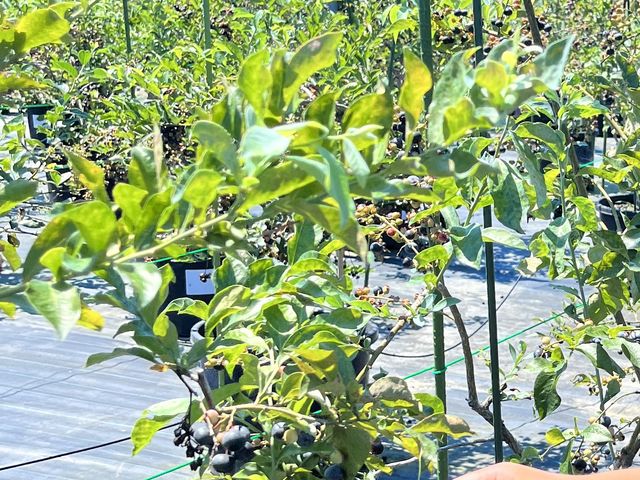 �u���[�x���[_Blueberry Farm HAMANAKO