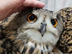 ROYAL̂ρ[@tNEJtFr܂ւ̓eʐ^1