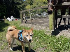 Nsَ̊RCfBOp[Nւ̓eʐ^2