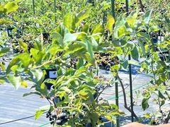 nBlueberry Farm HAMANAKOւ̓eʐ^3