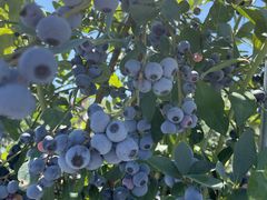 悤Sachi Blueberry Farmւ̓eʐ^1