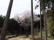 �C�C�ꃉ�C�_�[����̋������̓��e�ʐ^2