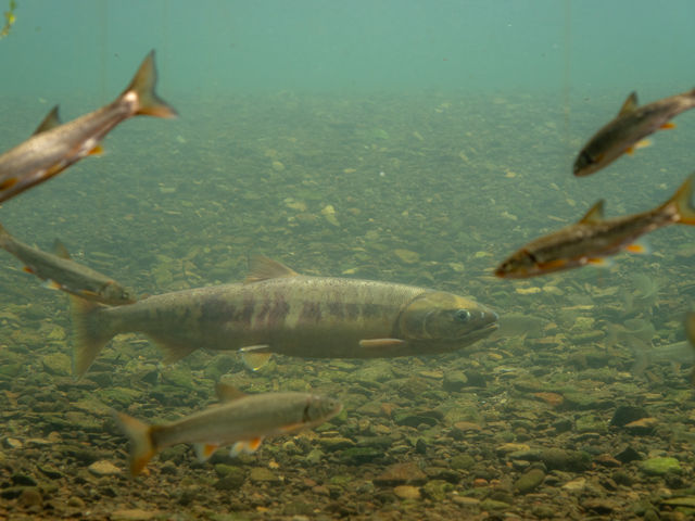 ��̒��܂Ő�����_�T�P�̂ӂ邳�Ɛ�ΐ�����