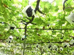 Ƃ33E(sόԂǂZ^[x)ւ̓eʐ^1