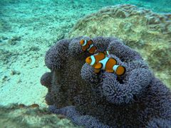 ̂̃}Nu Gigiւ̓eʐ^1