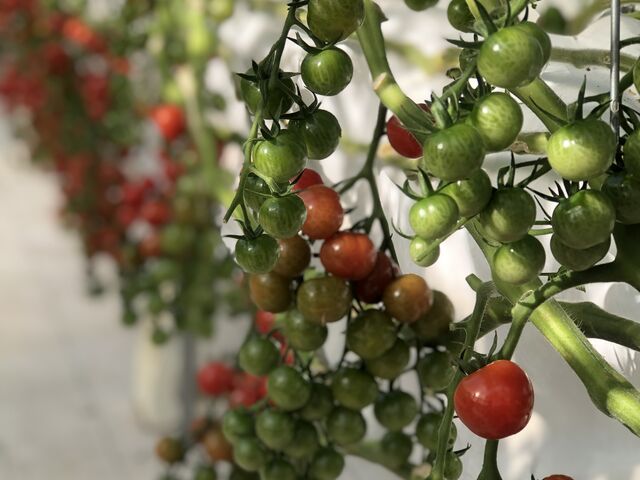 �g�}�g���s�J�s�J�����Č����܂����I_���肪�ݔ_��