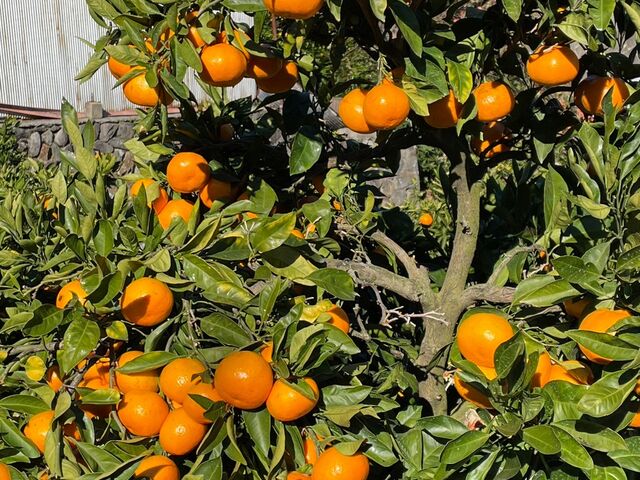 ���������݂��񂪂������񐬂��Ă��܂��B_���񂪂�A�O���p�[�N