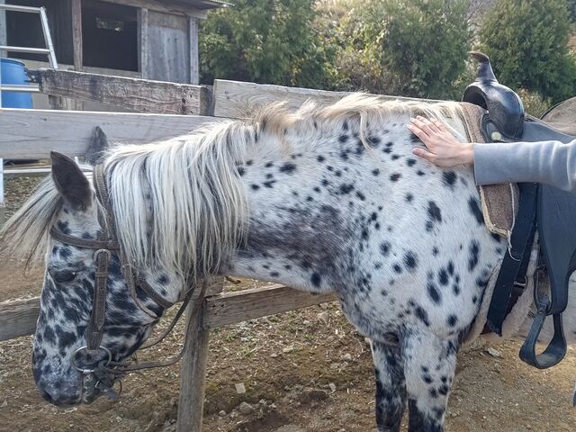 ������̓A�p�����B������n�����Ă����������n�ł��B_HORSE BASE