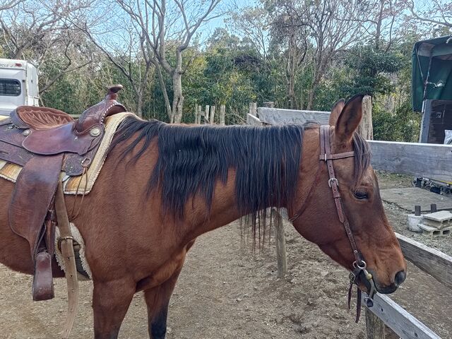 �����炪���C�����B�ǂ�����ƂĂ��ѕ��݂��L���C�ł��B_HORSE BASE