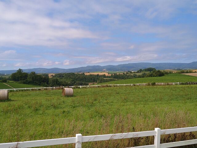 �V�h�̋u�W�]����