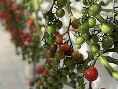 (^^)Ƃ̂肪ݔ_ւ̓eʐ^1