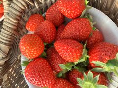 Ղ񂳂ichigos Yokohama-C`SXlւ̓eʐ^2