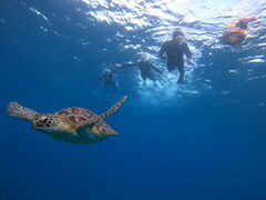 VmG̐Ί_}T[rX߂̉Ԃւ̓eʐ^1