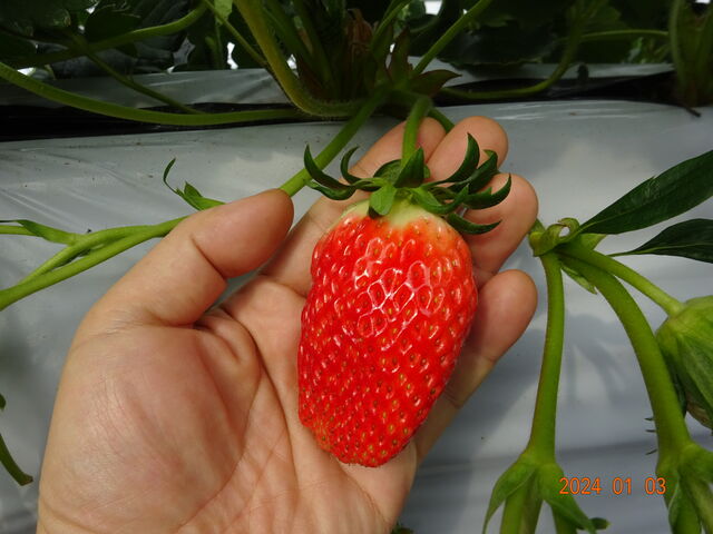 ���͏��Ȃ����̂̑傫�ȃC�`�S�����\����܂��B_�����̂������_��