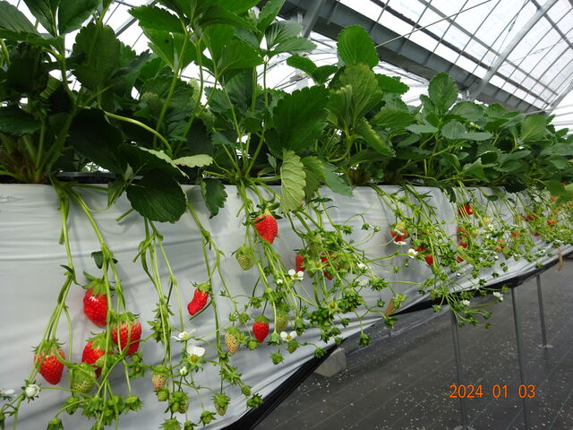 䕎�肪�n�܂����΂��肾���炩�A�����n��䕂��������������ł��B_�����̂������_��