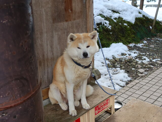 yosshy̓c΋hpX̓eʐ^3