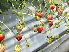 Ԃ񂳂̂ӂC`Sւ̓eʐ^2