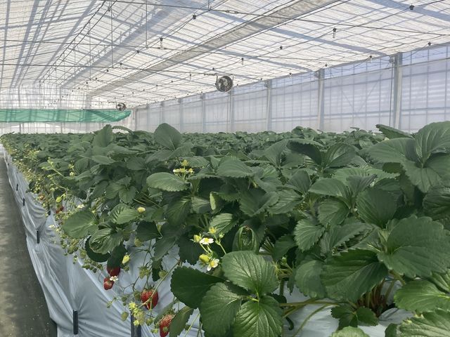 7���[���H10���[�����炢�J������Ă���3�O���[�v�ŃV�F�A���܂����B_䕉� �݂̂���