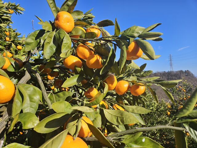 �݂���H�ו���Ŋy���߂܂����B_�O�x��