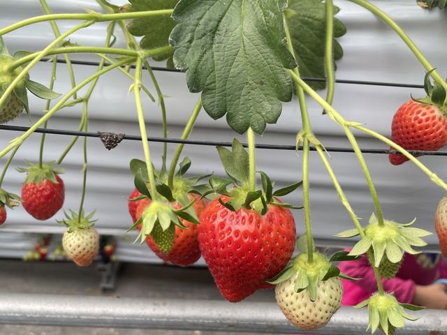 �傫��䕂���R_�r�{�_��