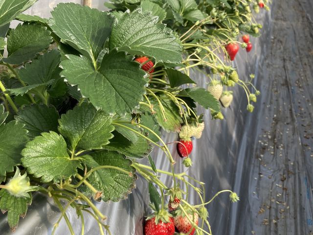 ����䕂�������������Ă܂���_���c�_��