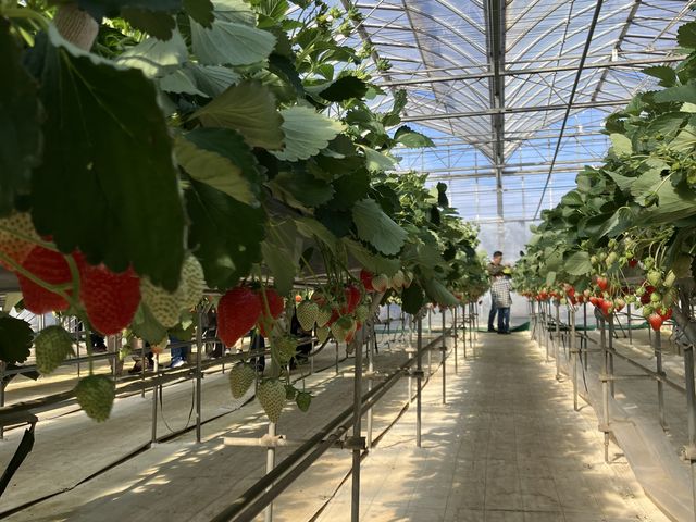 ��Ȃ��䕒B_�K�C���t�@�[��(���c�t�@�[���j