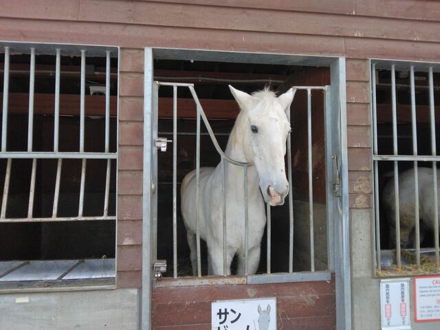 �ł����ł��A�n�B_�ӂꂠ���������i�эL���n����j