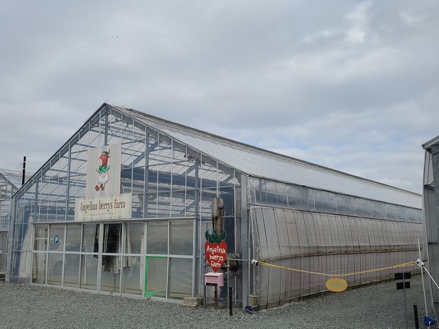 �J�X�҂�_Angelina berrys farm