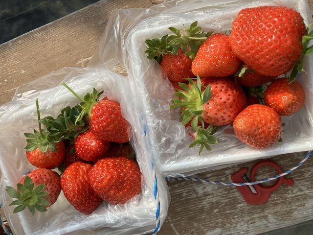 �����؂��܂�_�_�Y���������L�삭�����̑�