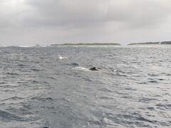 ǂ񂿂񂳂̉AChN[ւ̓eʐ^1