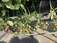 낳ICHIGOHOUSE HITACHINAKAւ̓eʐ^1