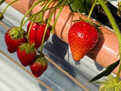 ���䂳��̑t�̐X �Ȃ��� village�ւ̓��e�ʐ^1